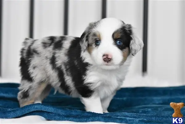 Miniature Australian Shepherd puppy for sale