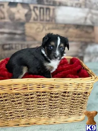 Miniature Australian Shepherd puppy for sale