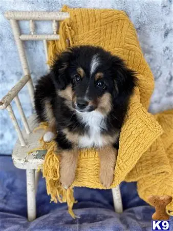 Miniature Australian Shepherd puppy for sale