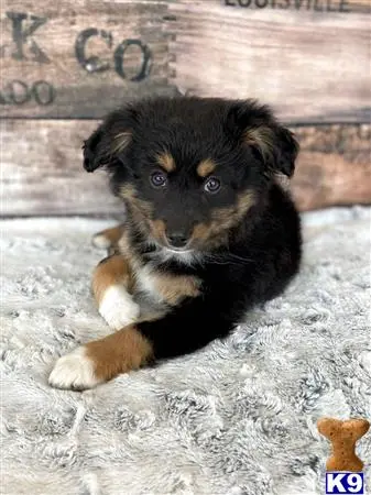 Miniature Australian Shepherd puppy for sale