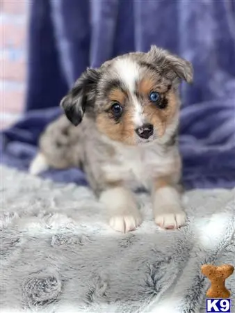 Miniature Australian Shepherd puppy for sale