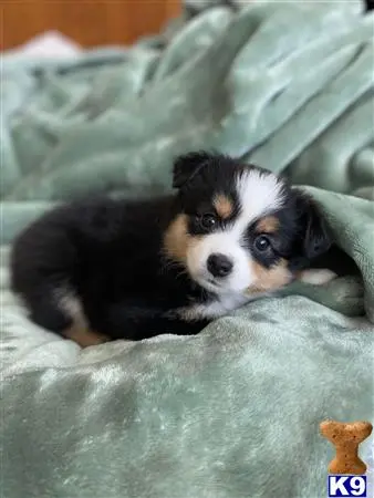 Miniature Australian Shepherd puppy for sale