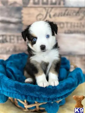 Miniature Australian Shepherd puppy for sale