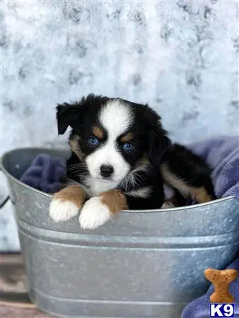 Miniature Australian Shepherd puppy for sale