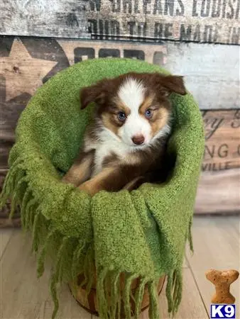 Miniature Australian Shepherd puppy for sale