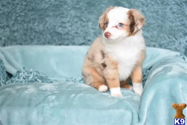 Miniature Australian Shepherd puppy for sale