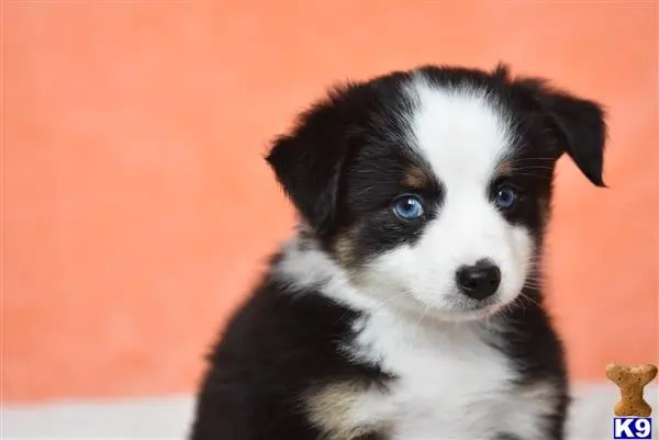 Miniature Australian Shepherd puppy for sale