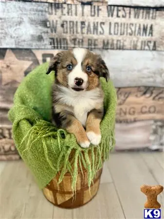 Miniature Australian Shepherd puppy for sale