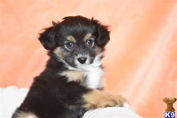 Miniature Australian Shepherd puppy for sale