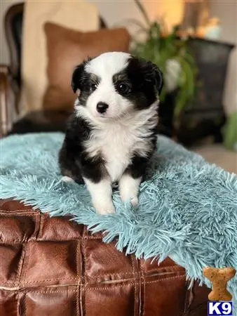 Miniature Australian Shepherd puppy for sale