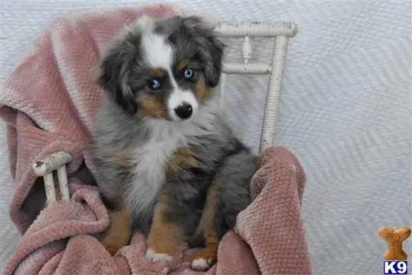 Miniature Australian Shepherd puppy for sale