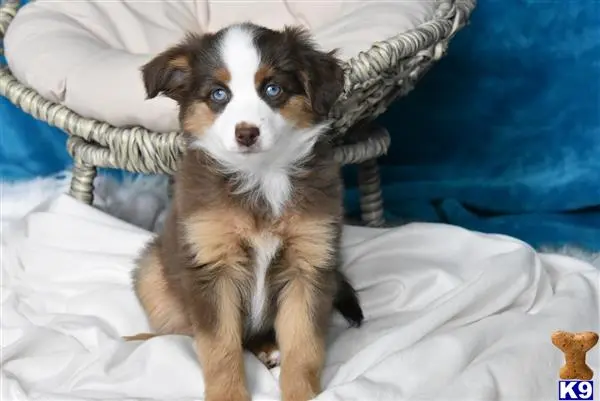 Miniature Australian Shepherd puppy for sale