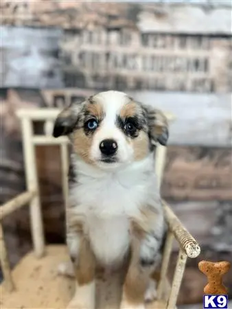 Miniature Australian Shepherd puppy for sale