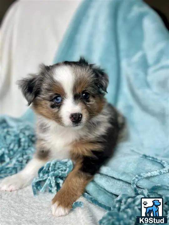 Miniature Australian Shepherd puppy for sale