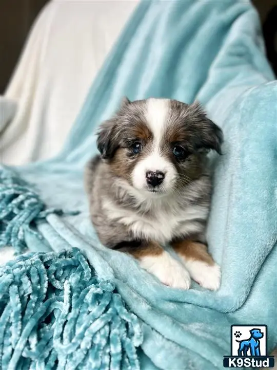 Miniature Australian Shepherd puppy for sale