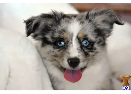 Australian Shepherd