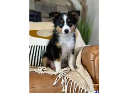 Australian Shepherd