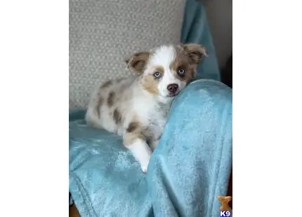 Australian Shepherd