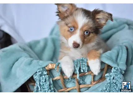 Australian Shepherd