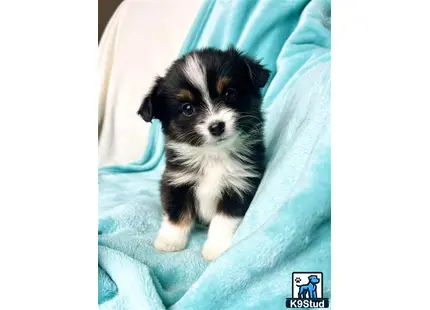 Australian Shepherd