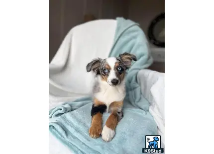 Australian Shepherd