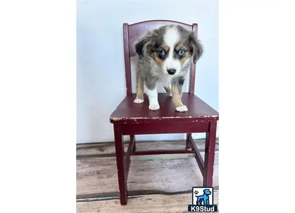 Australian Shepherd