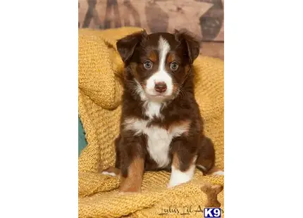 Miniature Australian Shepherd