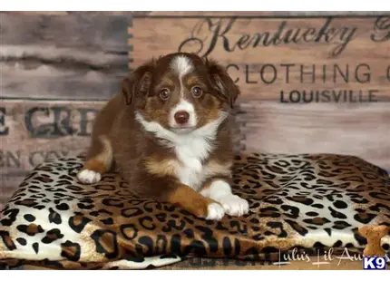 Miniature Australian Shepherd