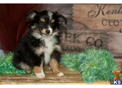 Miniature Australian Shepherd