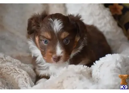 Miniature Australian Shepherd