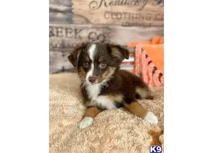 Miniature Australian Shepherd