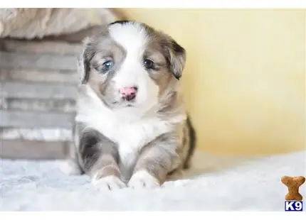 Miniature Australian Shepherd