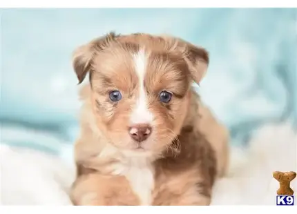 Miniature Australian Shepherd