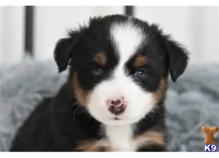 Miniature Australian Shepherd