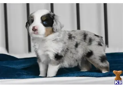 Miniature Australian Shepherd