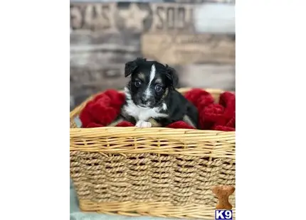 Miniature Australian Shepherd