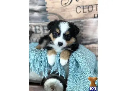 Miniature Australian Shepherd