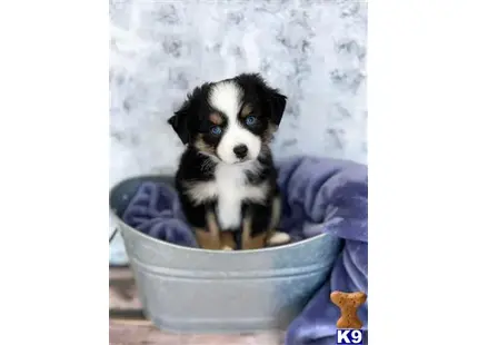 Miniature Australian Shepherd