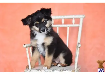 Miniature Australian Shepherd