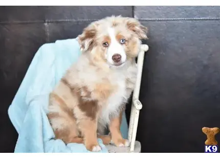 Miniature Australian Shepherd