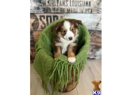 Miniature Australian Shepherd