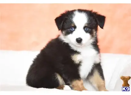 Miniature Australian Shepherd