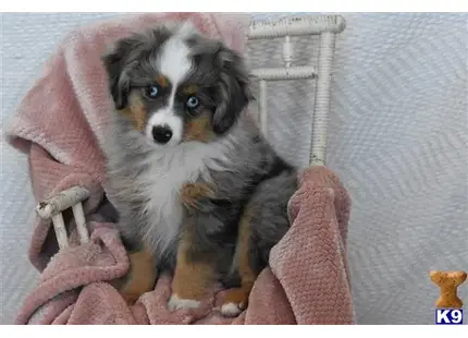 Miniature Australian Shepherd