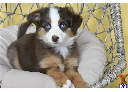 Miniature Australian Shepherd