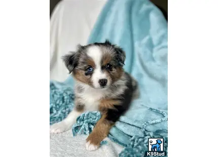 Miniature Australian Shepherd