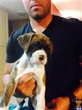 boxer puppy posted by melindanavarro