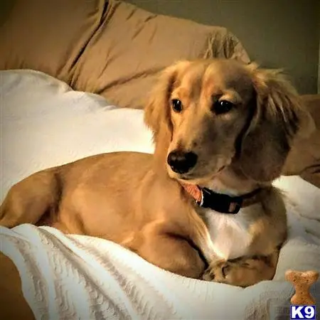Dachshund stud dog: a dachshund dog lying on a bed