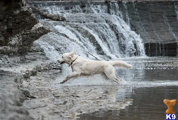 Golden Retriever stud dog: a white golden retriever dog jumping into a river