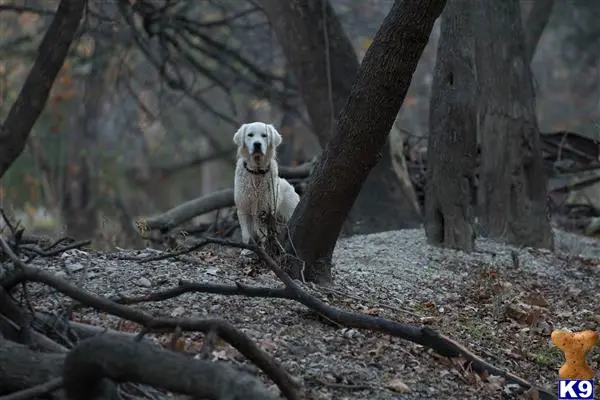 Golden Retriever stud dog: a golden retriever dog standing on a log