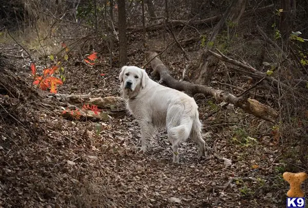 Golden Retriever stud dog: a golden retriever dog standing in a wooded area
